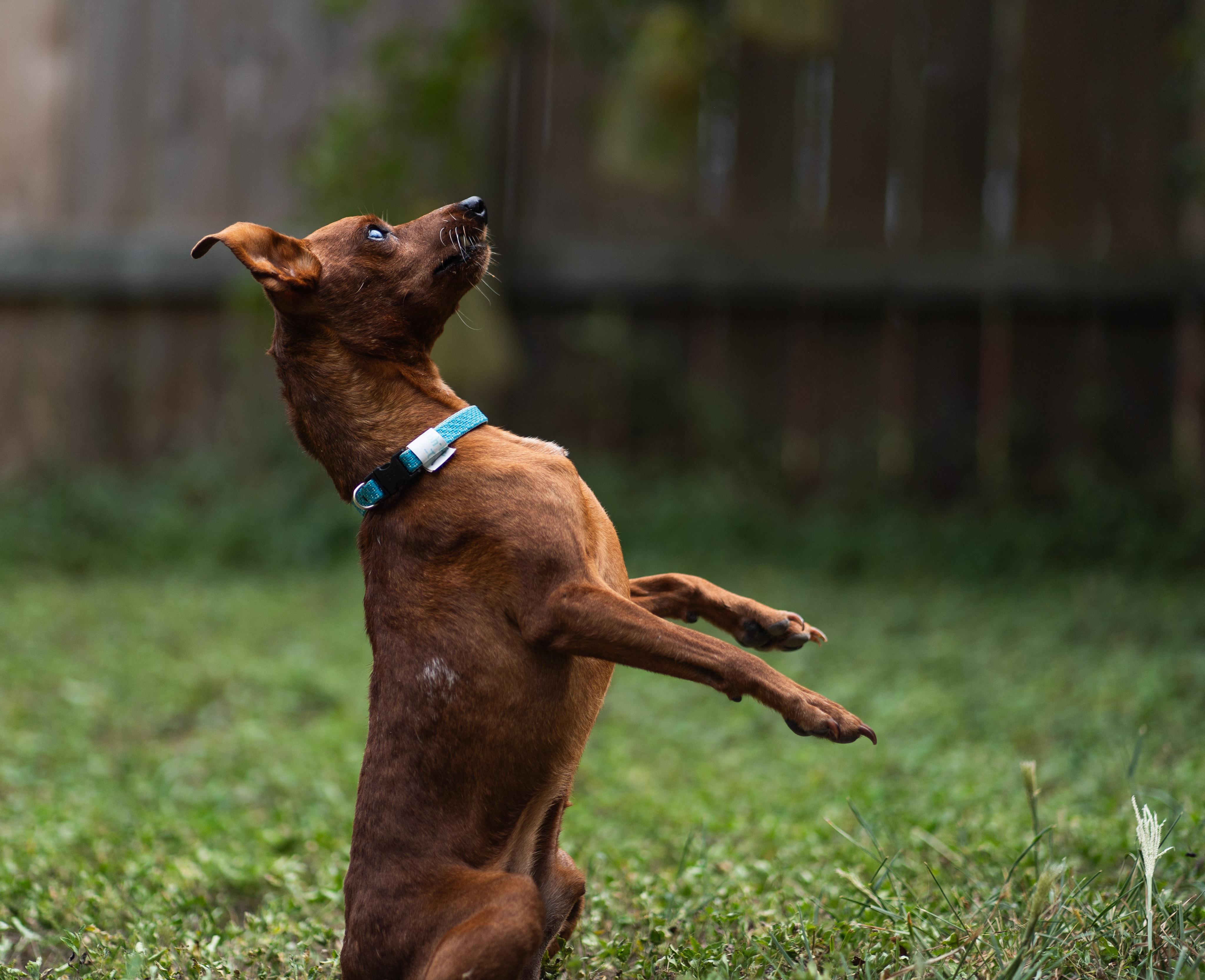 Enlarge Willie, a Adoptable mixed breed in Austin, TX image 6/6