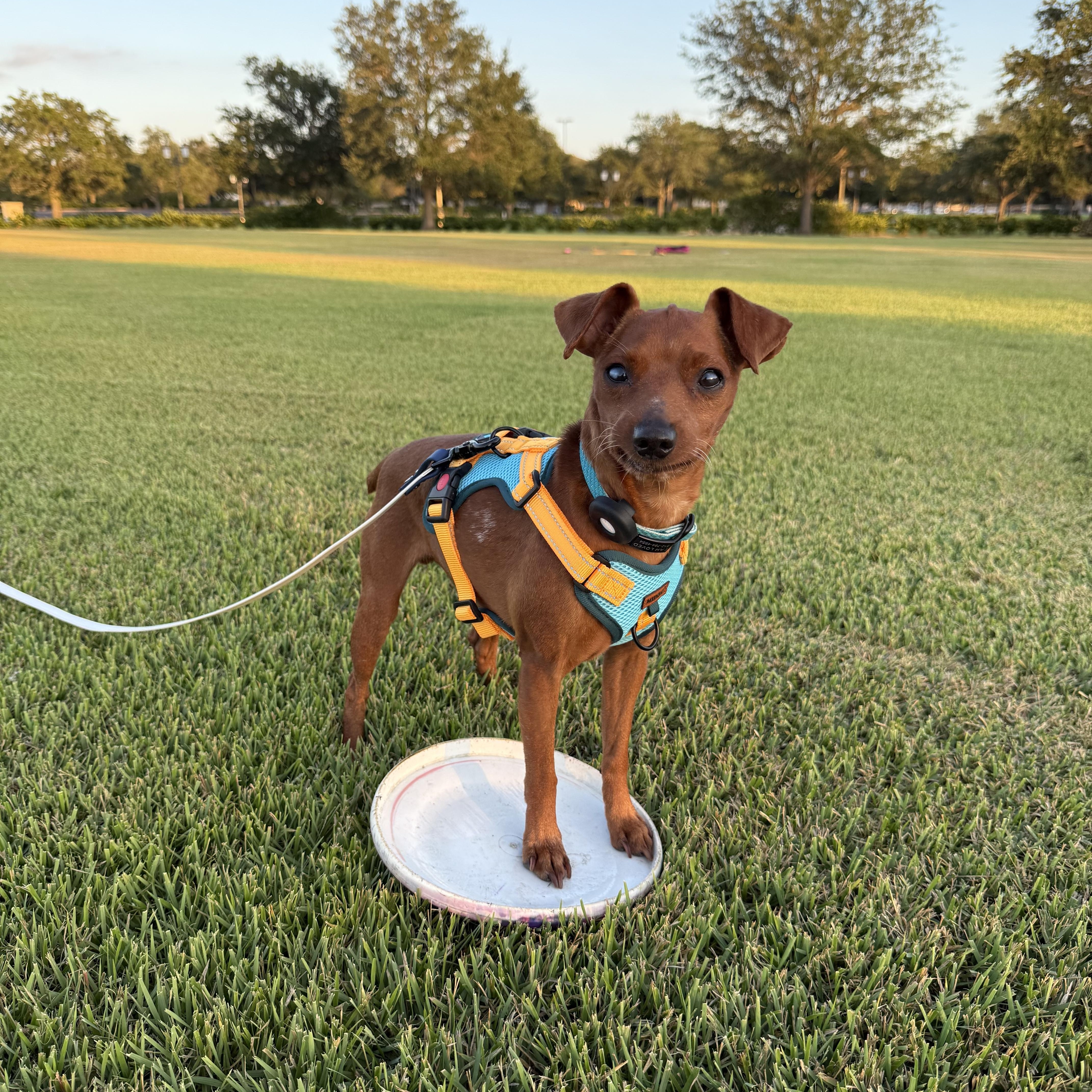 Willie, Adoptable, Adult Male Miniature Pinscher.