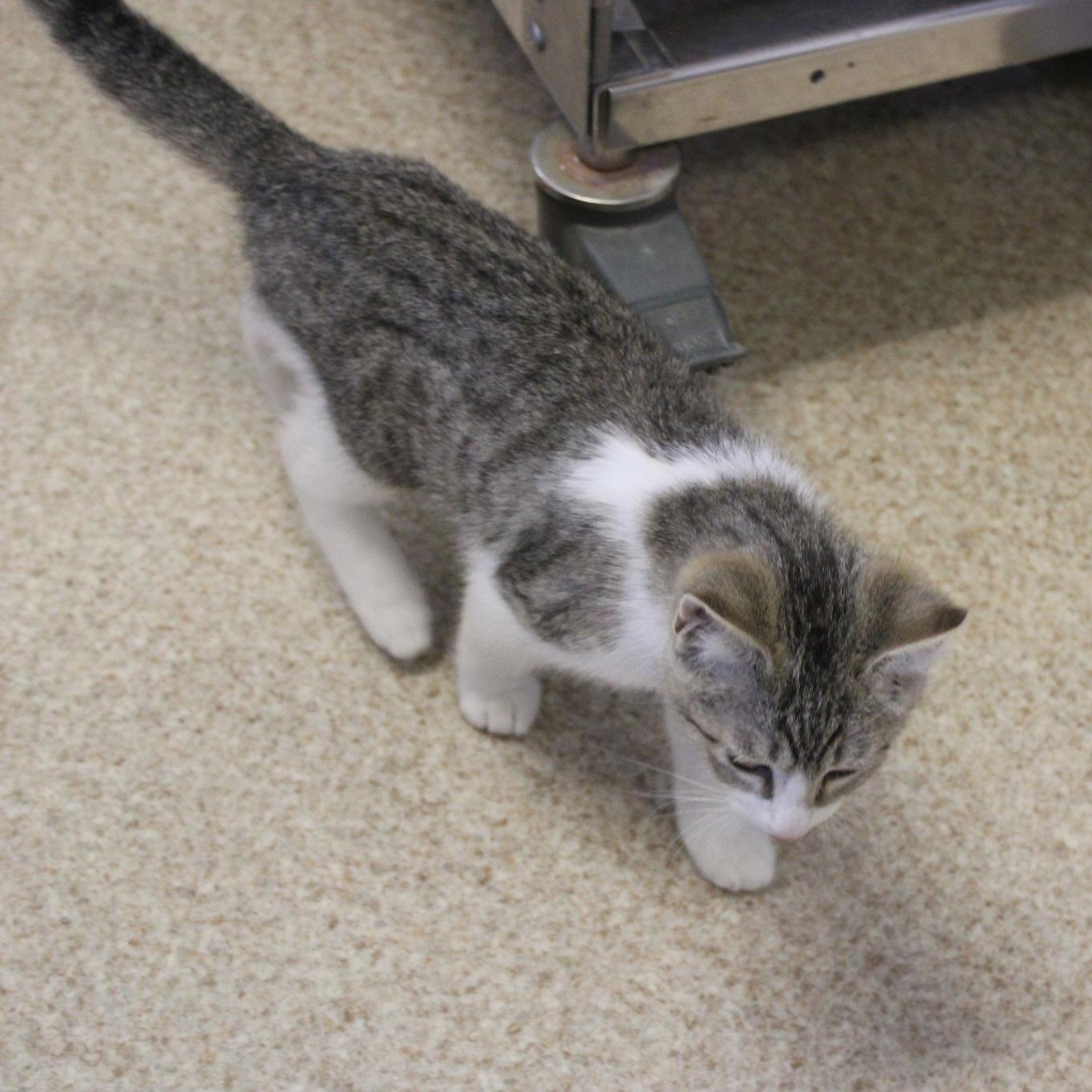 Enlarge Ross, an adopted mixed breed in Weaverville, CA image 2/4