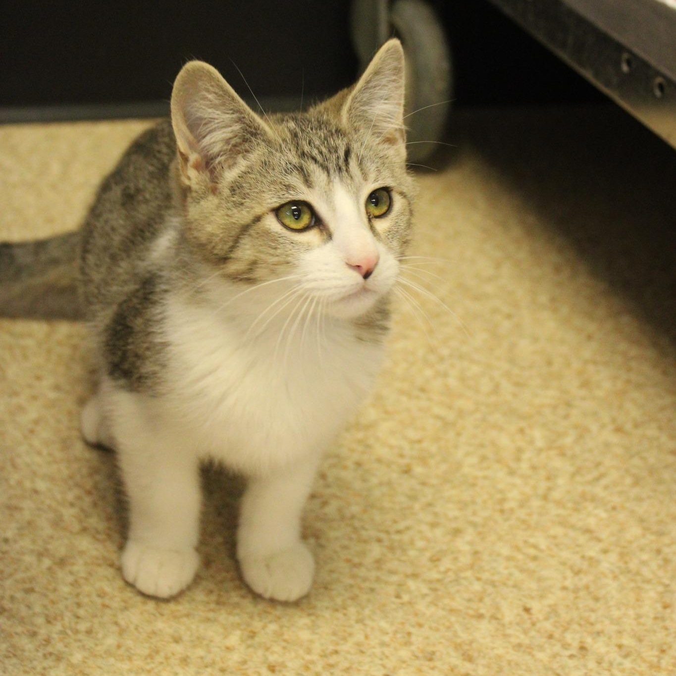 Enlarge Ross, an adopted mixed breed in Weaverville, CA image 3/4