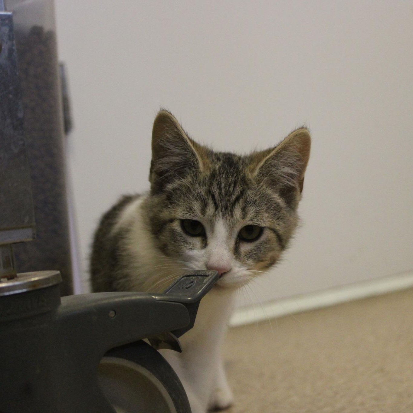 Enlarge Ross, an adopted mixed breed in Weaverville, CA image 4/4