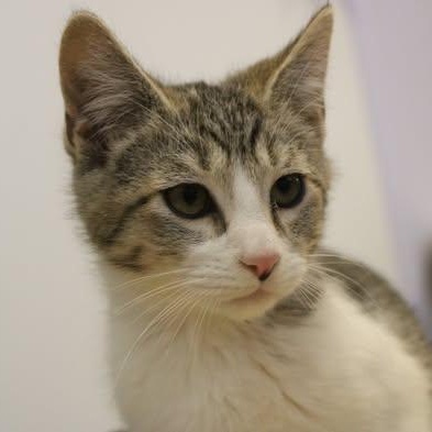 Ross, adopted, Young Male Domestic Short Hair.