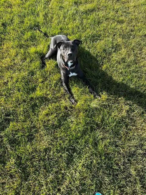 Shadow, an adopted mixed breed in Chappell, NE image 1/3