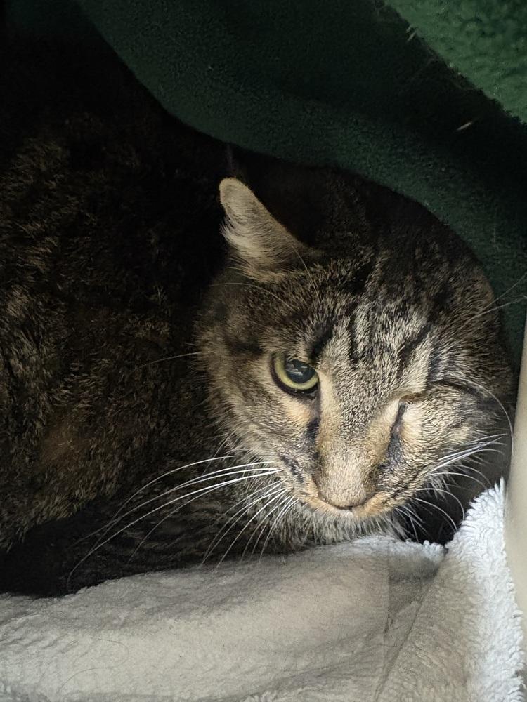 Enlarge Gracie, a Adoptable Domestic Short Hair in Fort Walton Beach, FL image 1/1