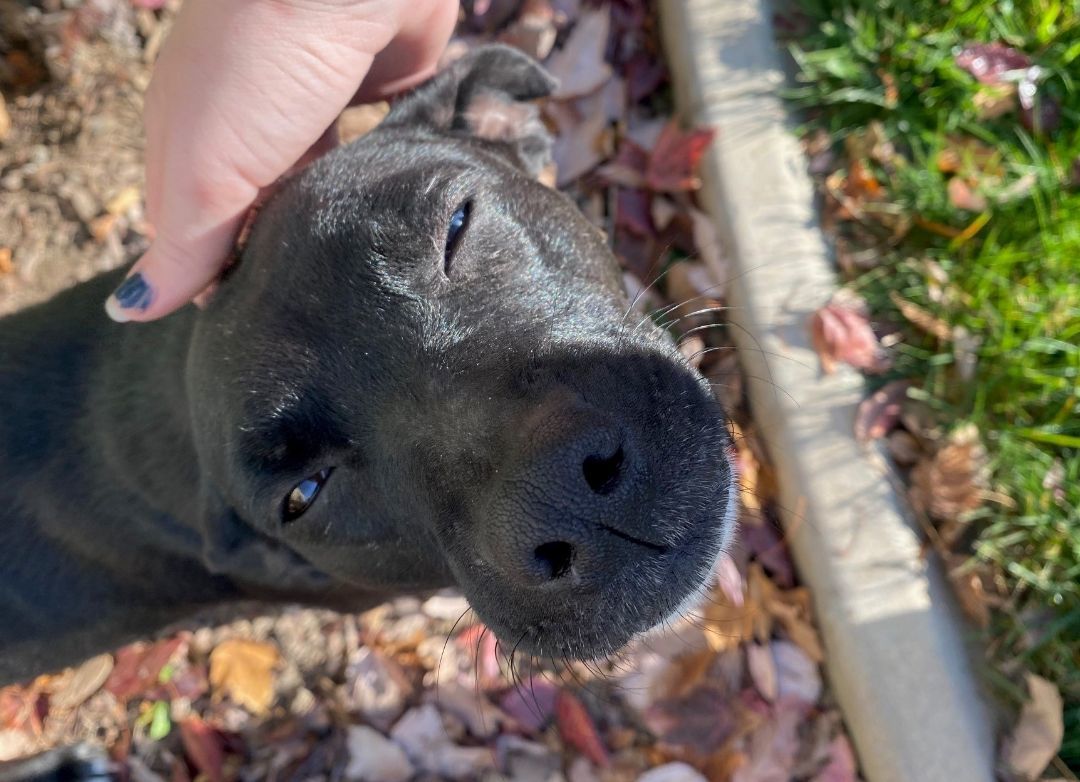 Enlarge Darling, a Adoptable mixed breed in Merced, CA image 2/6