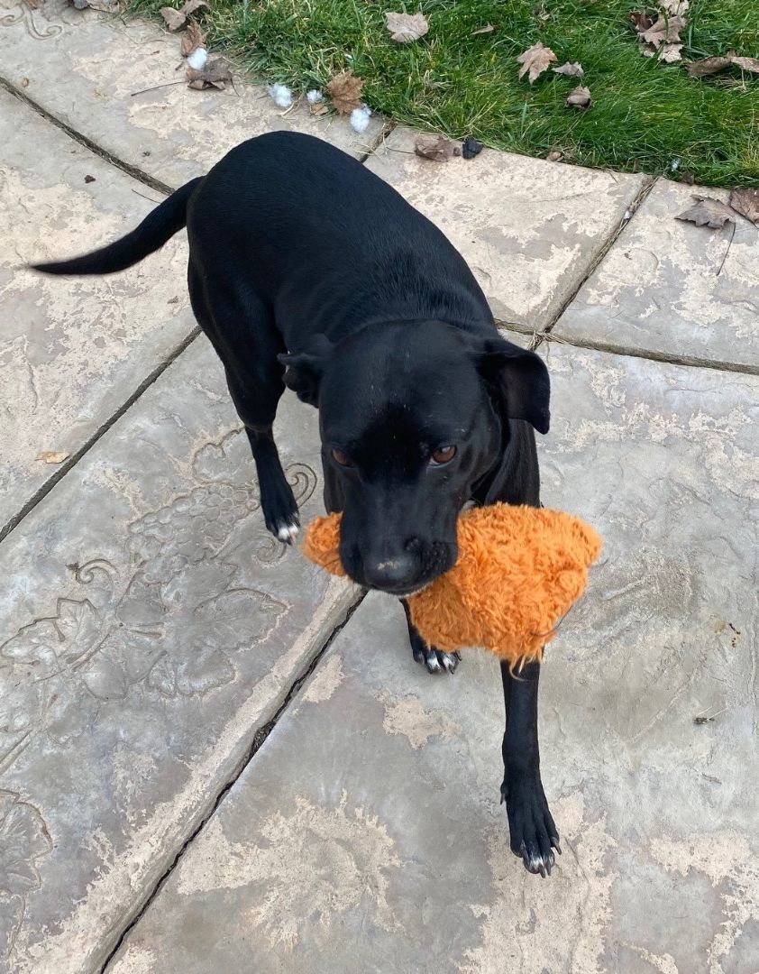 Enlarge Darling, a Adoptable mixed breed in Merced, CA image 1/6