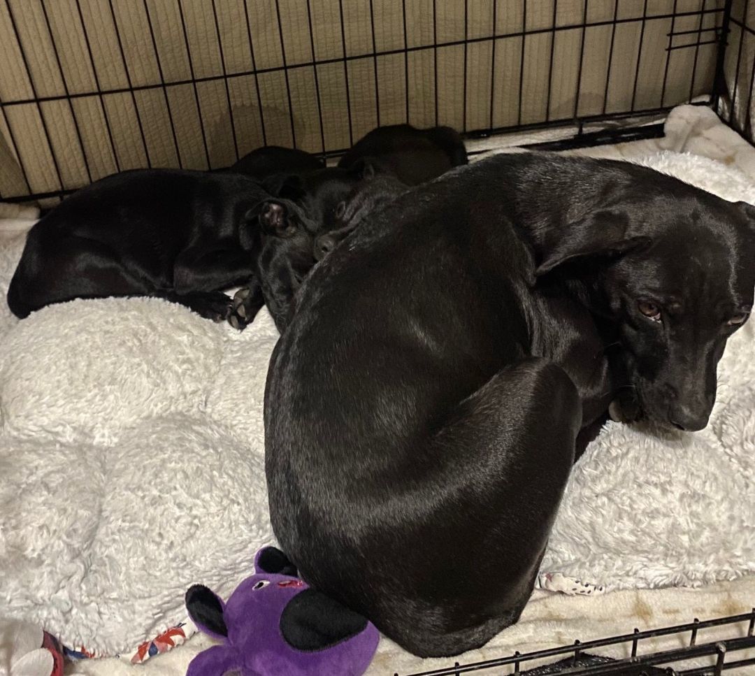 Enlarge Darling, a Adoptable mixed breed in Merced, CA image 3/6