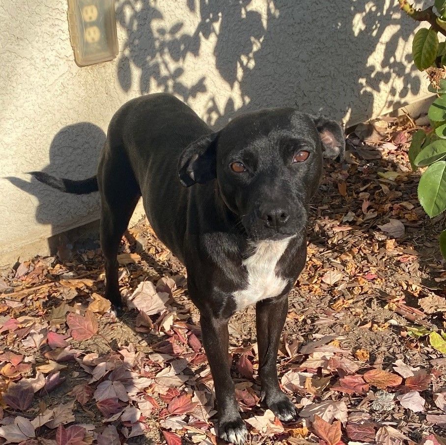Enlarge Darling, a Adoptable mixed breed in Merced, CA image 4/6