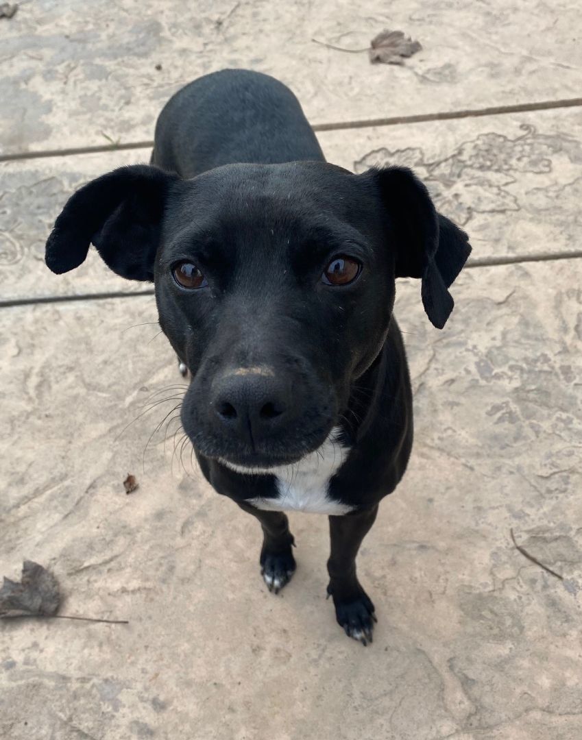 Enlarge Darling, a Adoptable mixed breed in Merced, CA image 5/6