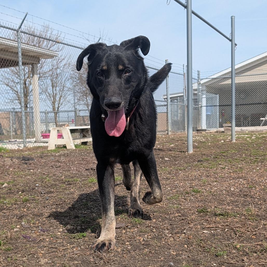 Alphie, Adoptable, Adult Male Shepherd.