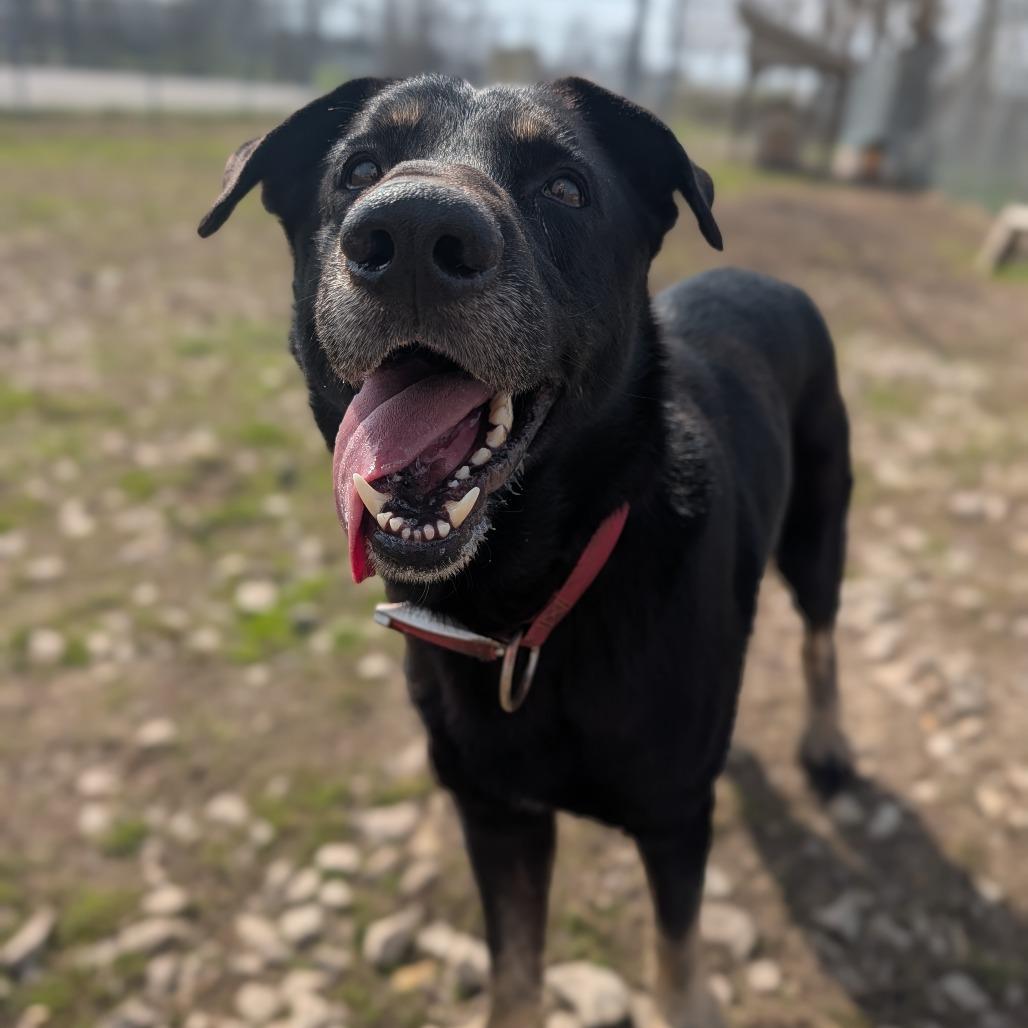Enlarge Alphie, a Adoptable Shepherd in Jasper, IN image 2/6