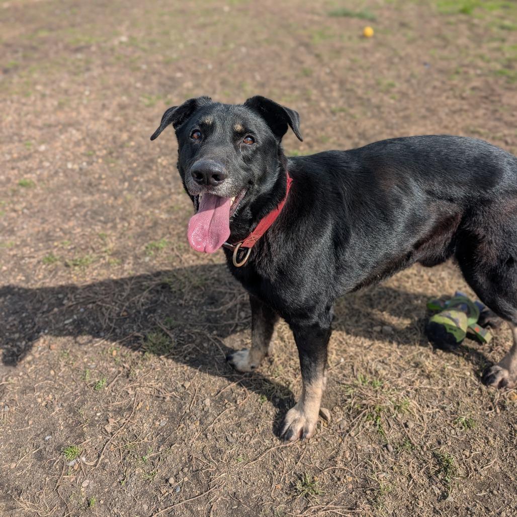 Enlarge Alphie, a Adoptable Shepherd in Jasper, IN image 3/6