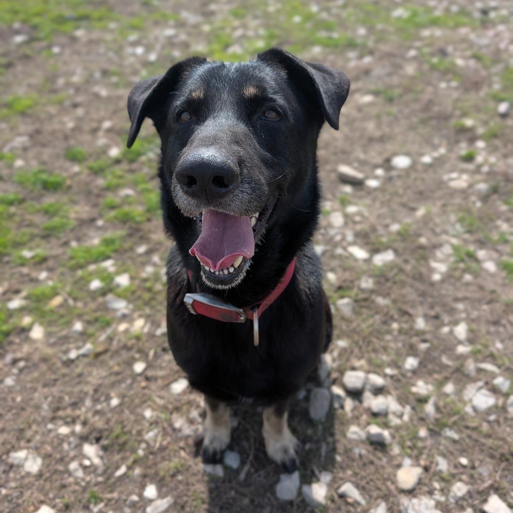 Enlarge Alphie, a Adoptable Shepherd in Jasper, IN image 4/6