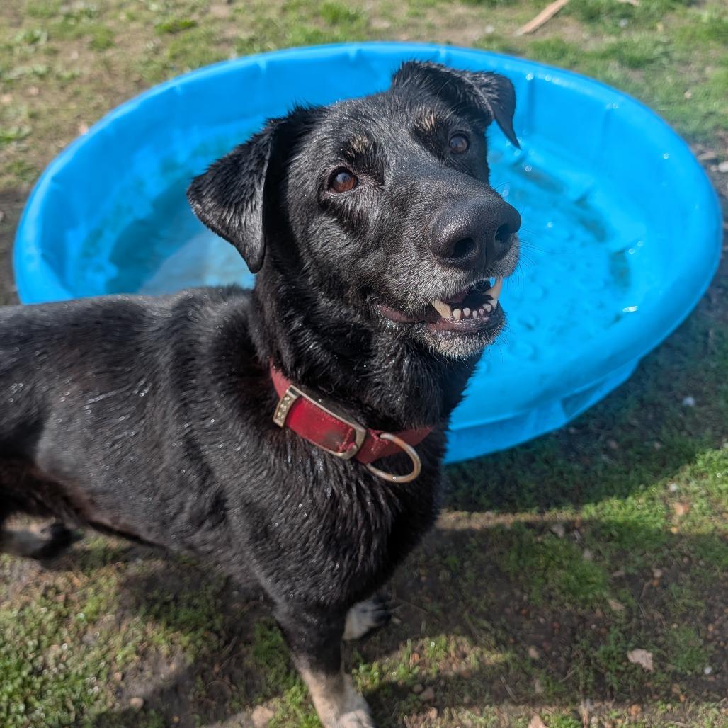 Enlarge Alphie, a Adoptable Shepherd in Jasper, IN image 5/6