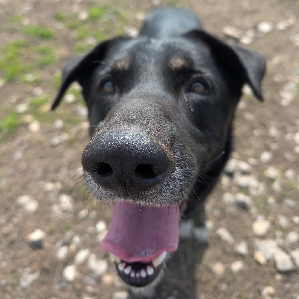 Enlarge Alphie, a Adoptable Shepherd in Jasper, IN image 6/6