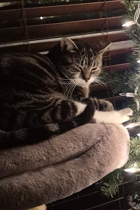 Annie Oakley, an adopted Domestic Short Hair in Aspen, CO image 5/6