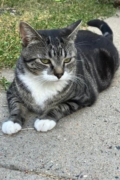 Annie Oakley, an adopted Domestic Short Hair in Aspen, CO image 4/6