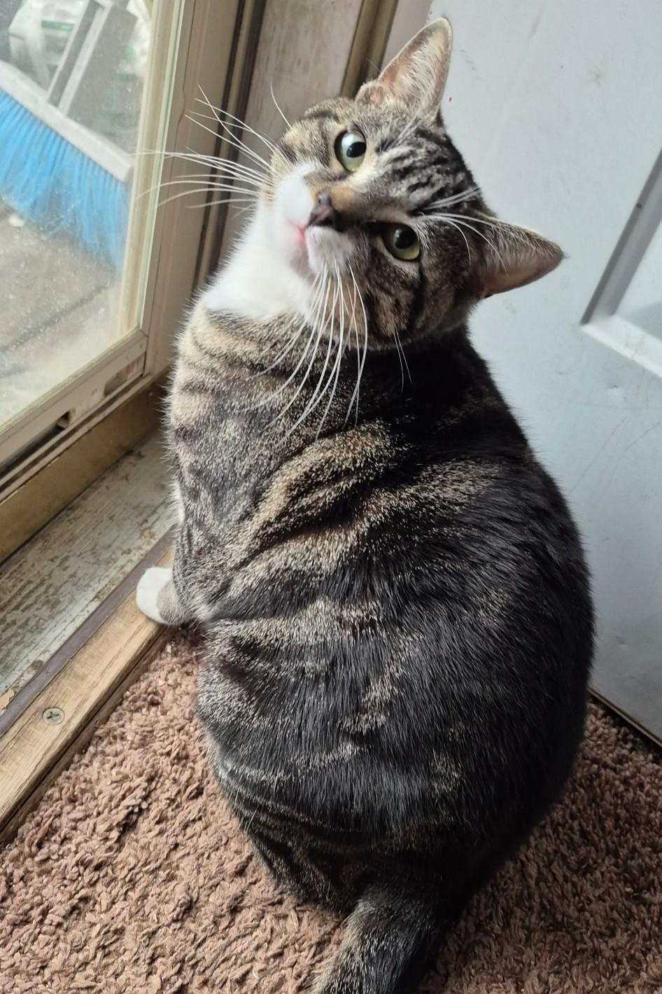 Annie Oakley, adopted, Adult Female Domestic Short Hair.