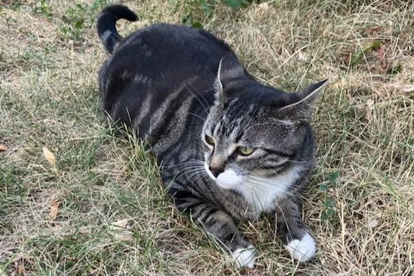 Annie Oakley, an adopted Domestic Short Hair in Aspen, CO image 6/6