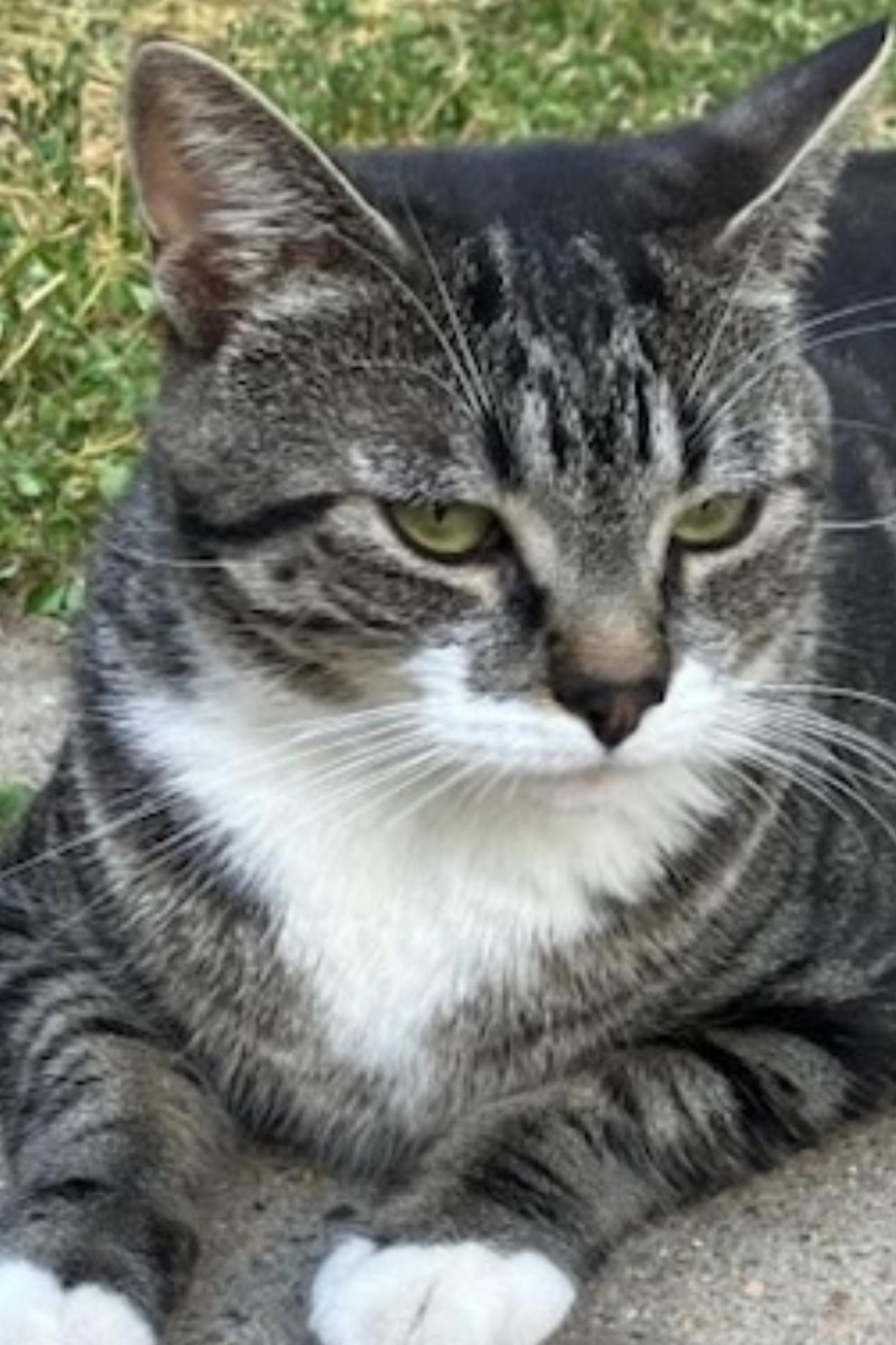 Annie Oakley, an adopted Domestic Short Hair in Aspen, CO image 2/6