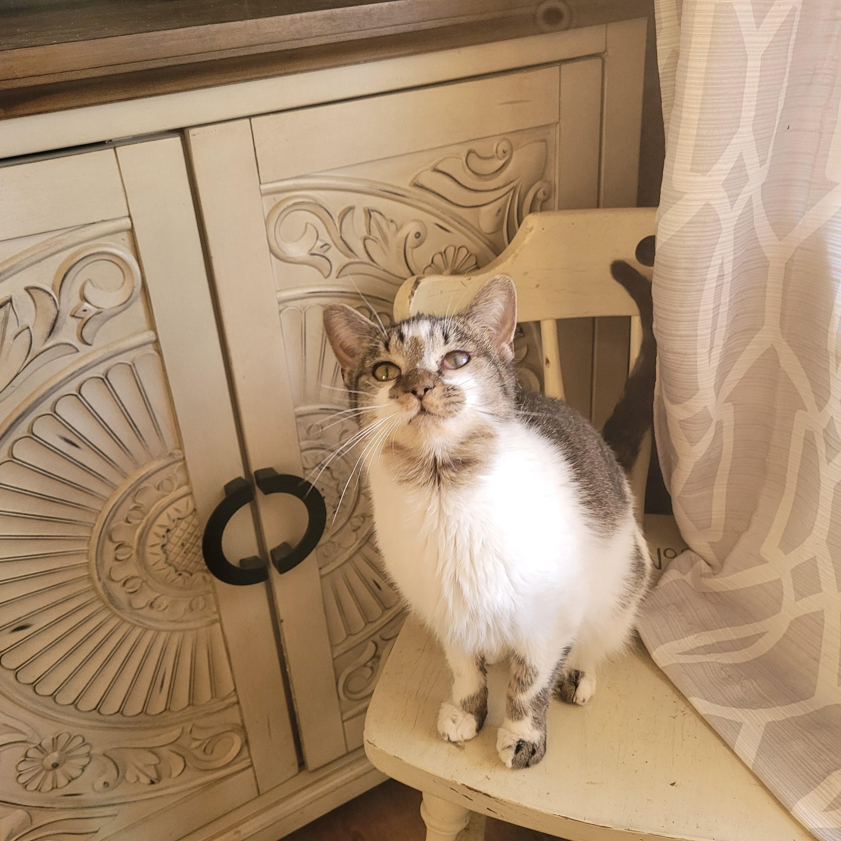 Birdie, a ADOPTABLE Domestic Short Hair in Whitestown, IN image 3/4