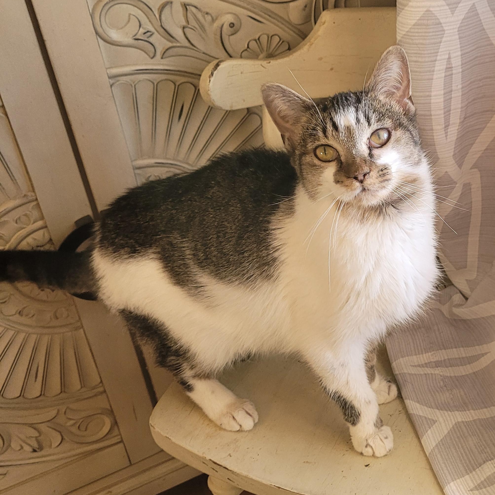 Birdie, a ADOPTABLE Domestic Short Hair in Whitestown, IN image 1/4