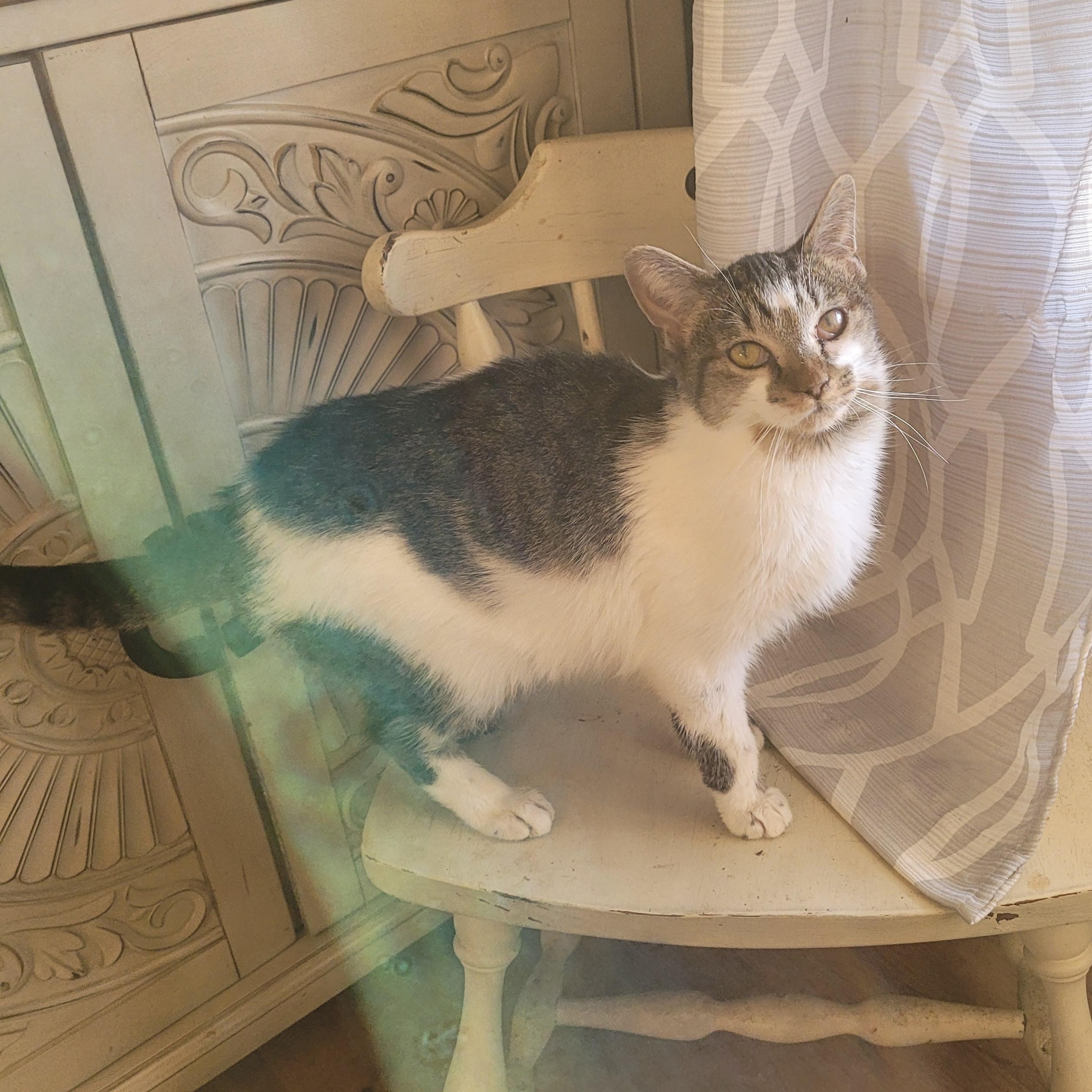 Birdie, a ADOPTABLE Domestic Short Hair in Whitestown, IN image 4/4