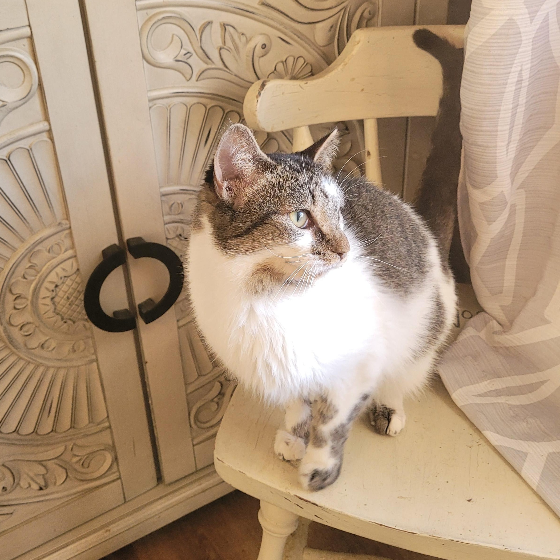 Birdie, a ADOPTABLE Domestic Short Hair in Whitestown, IN image 2/4