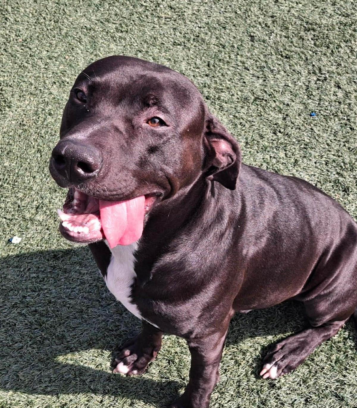 Scar, Adoptable, Adult Male Labrador Retriever & Pit Bull Terrier.