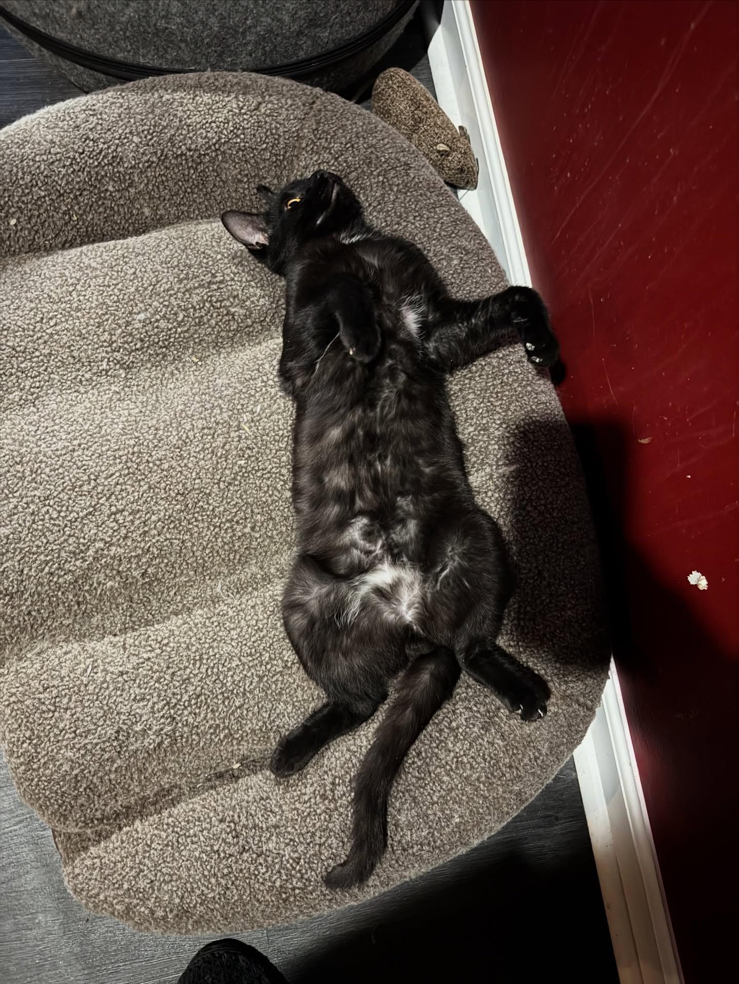 Enlarge Dracula, an adopted Domestic Short Hair in Rochester, NY image 1/5