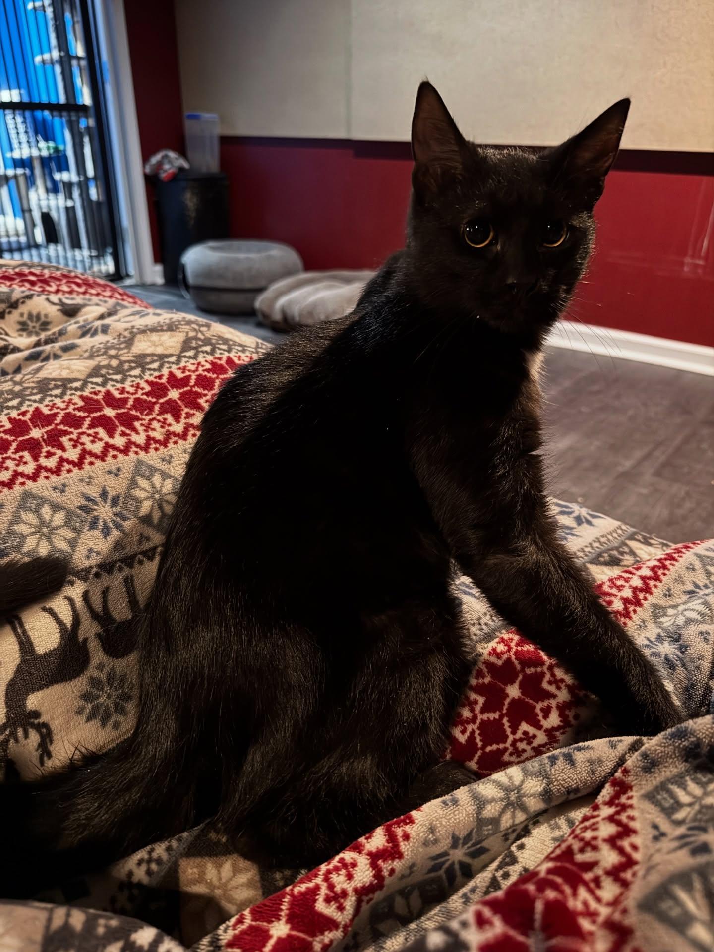 Enlarge Dracula, an adopted Domestic Short Hair in Rochester, NY image 2/5