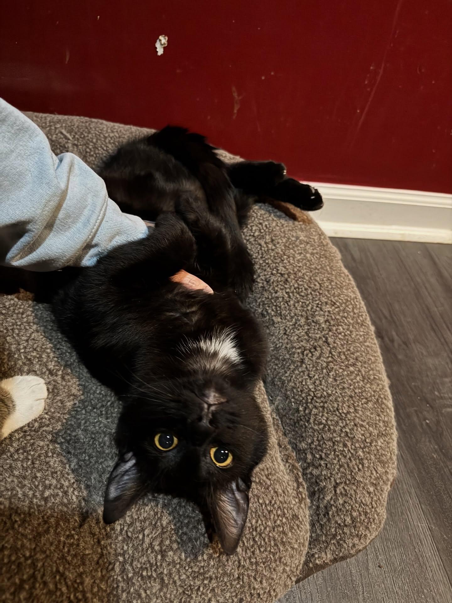 Enlarge Dracula, an adopted Domestic Short Hair in Rochester, NY image 3/5