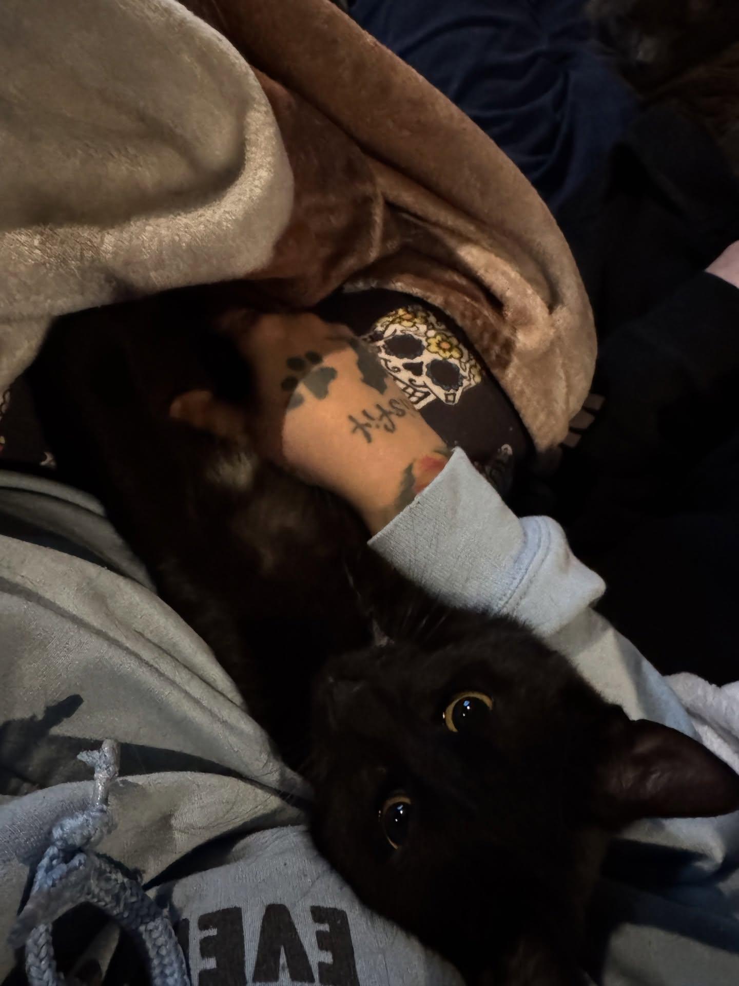 Enlarge Dracula, an adopted Domestic Short Hair in Rochester, NY image 4/5