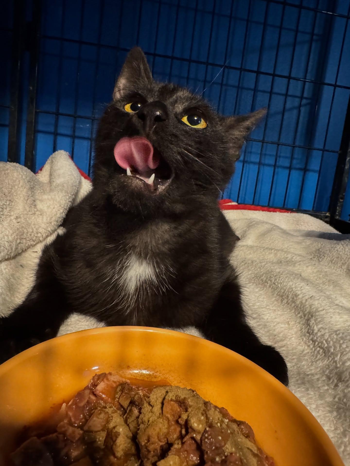 Enlarge Dracula, an adopted Domestic Short Hair in Rochester, NY image 5/5