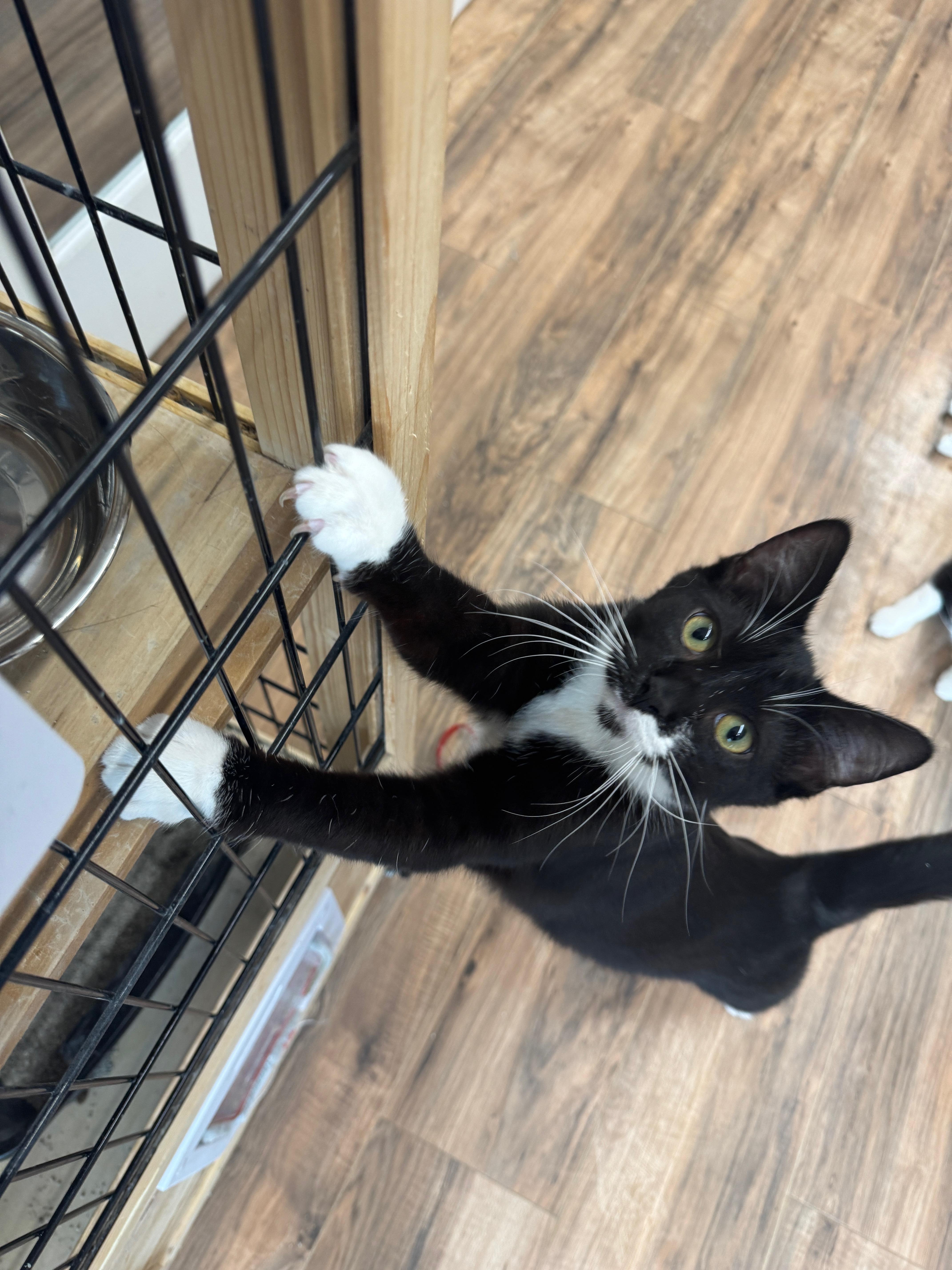 Enlarge Saturday (ESA), a Adoptable Domestic Short Hair in Wayland, MI image 1/1