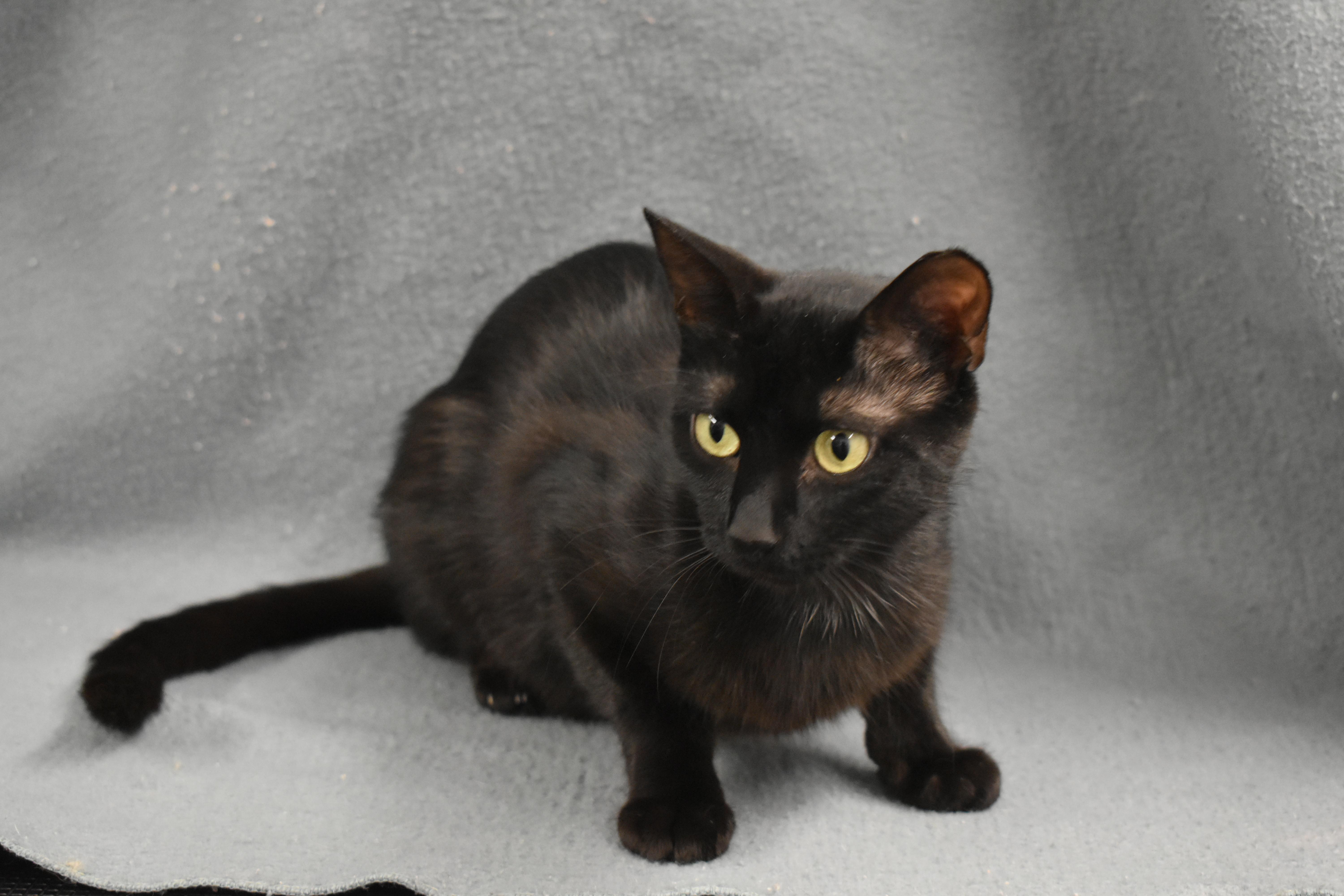 Enlarge Eveden, a Adoptable Domestic Short Hair in Auburn, NE image 3/6