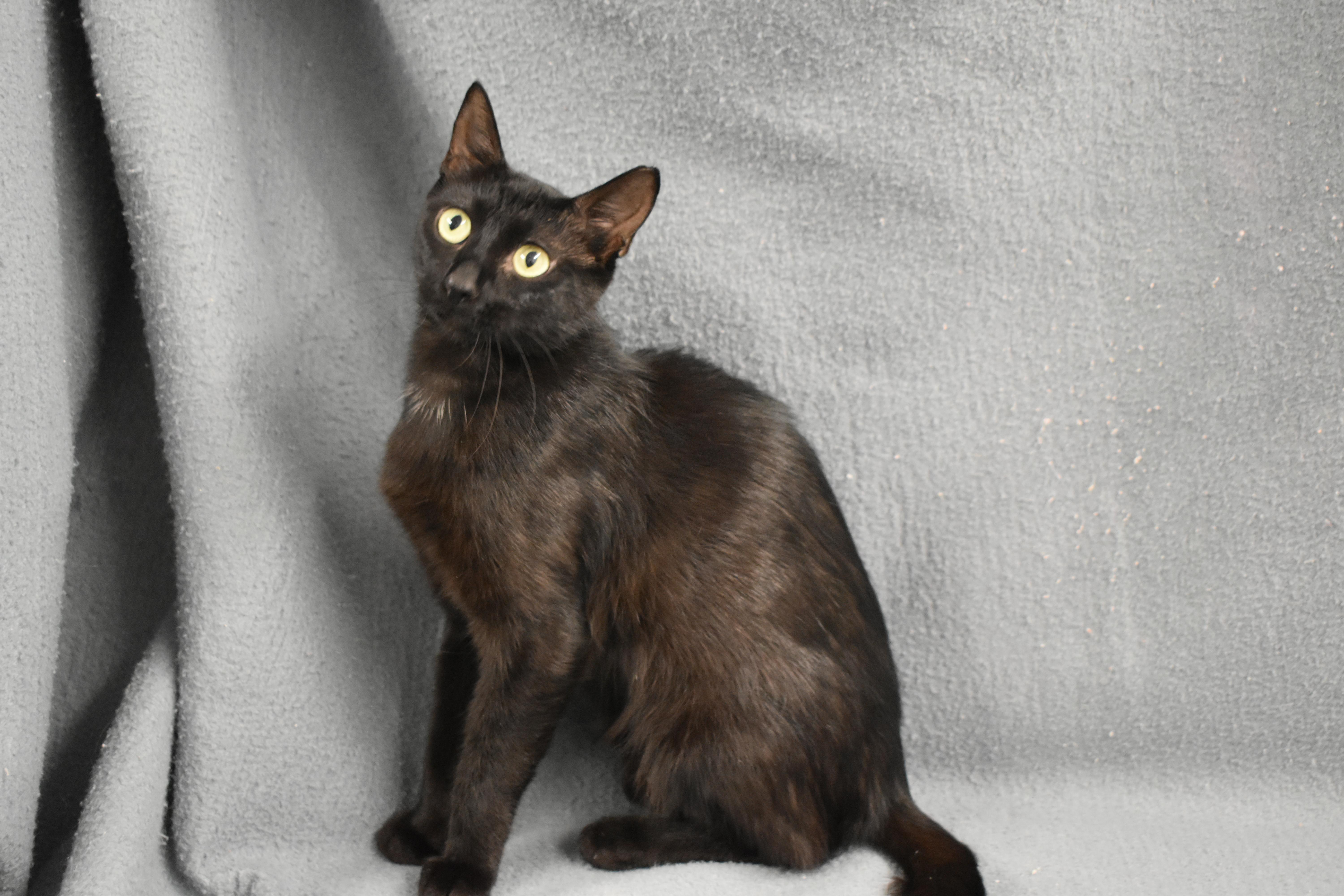 Enlarge Eveden, a Adoptable Domestic Short Hair in Auburn, NE image 5/6