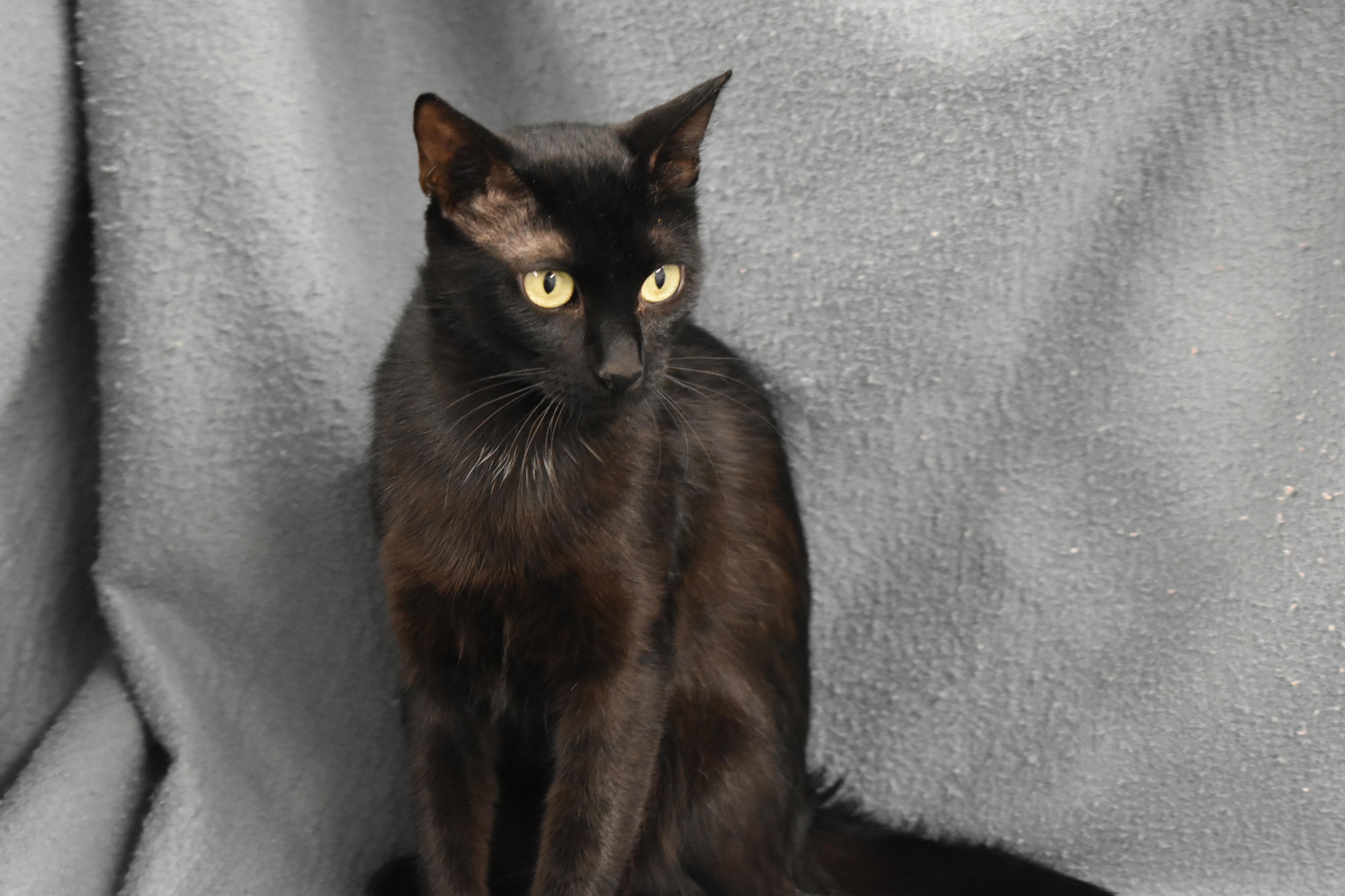Enlarge Eveden, a Adoptable Domestic Short Hair in Auburn, NE image 2/6