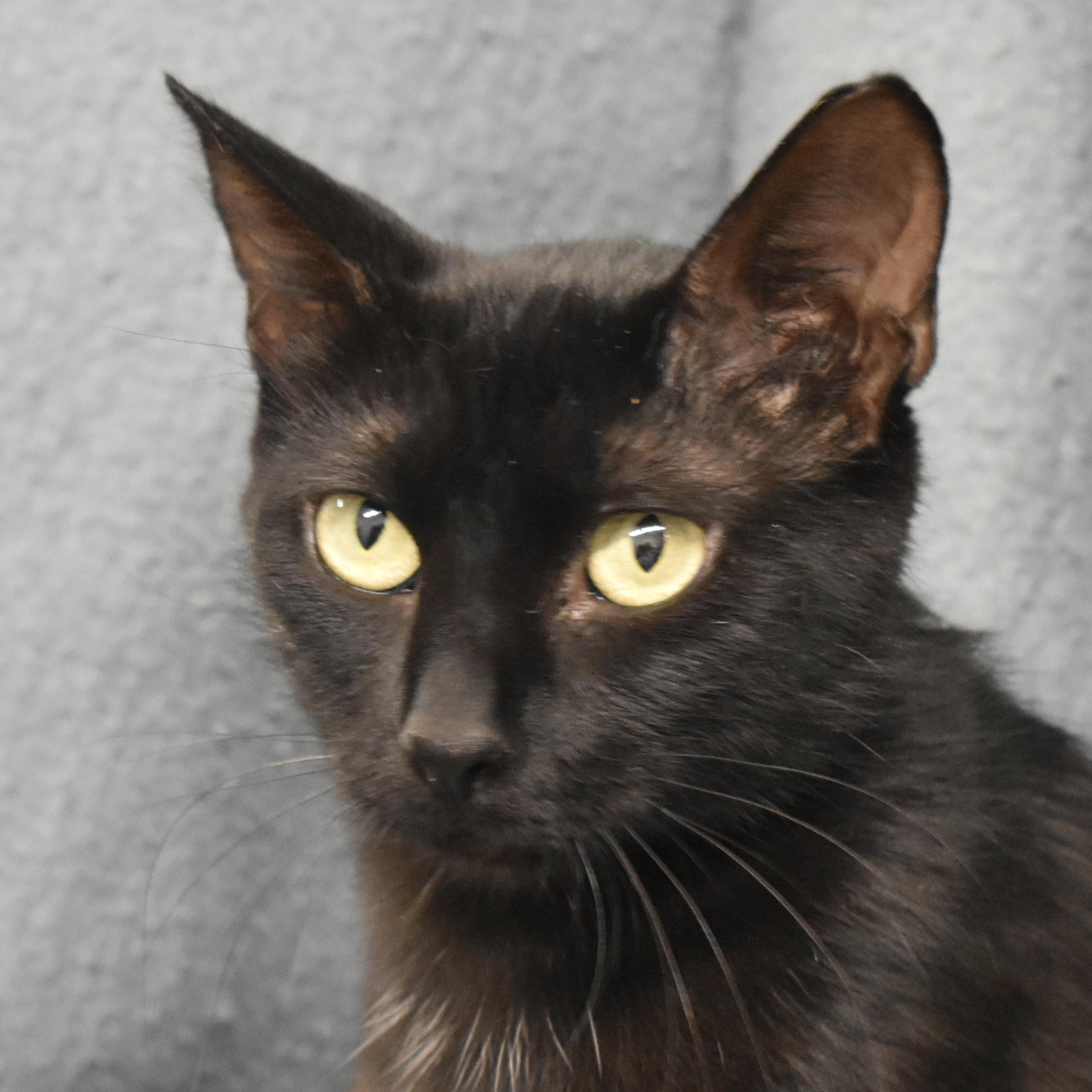 Enlarge Eveden, a Adoptable Domestic Short Hair in Auburn, NE image 1/6