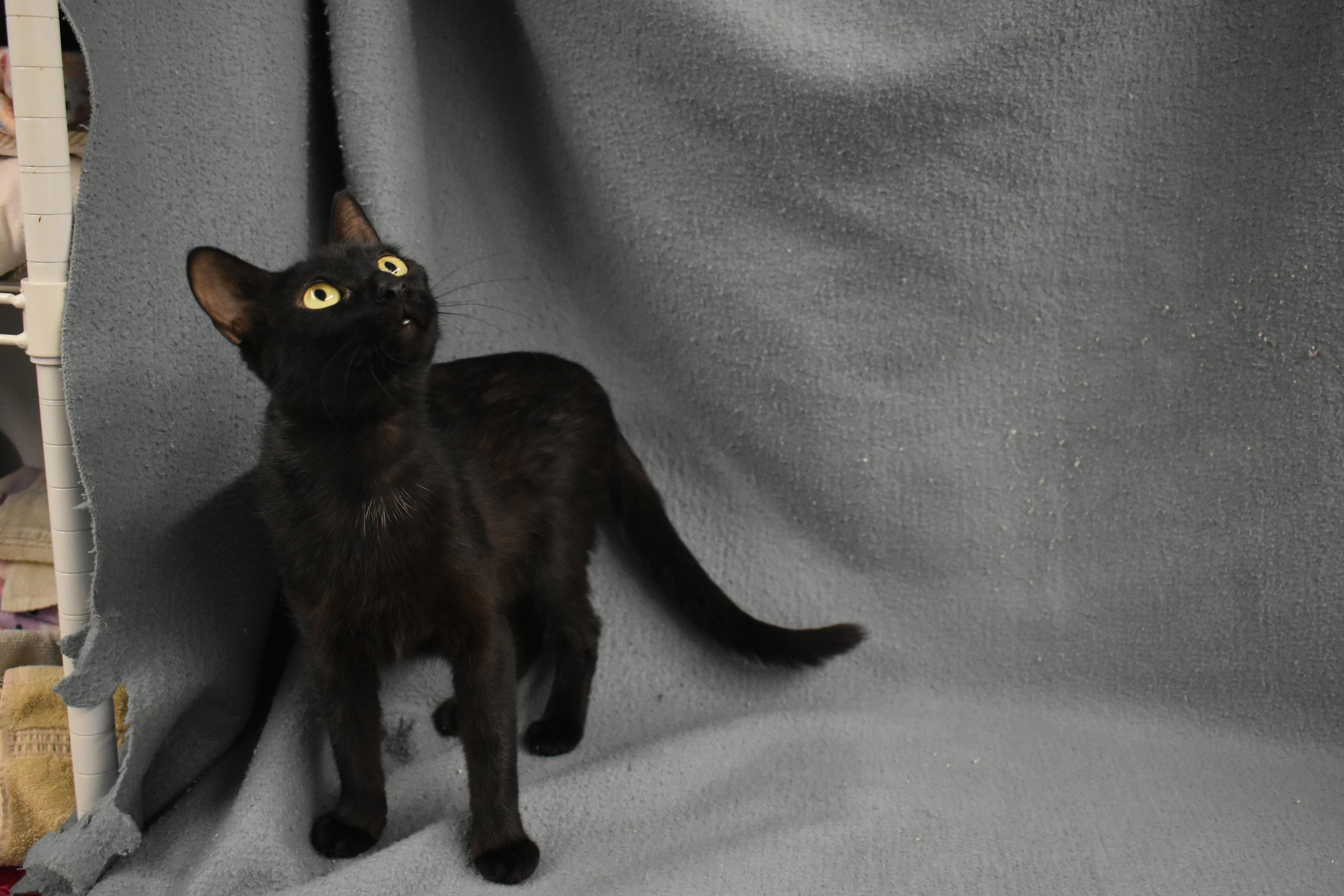 Enlarge Eveden, a Adoptable Domestic Short Hair in Auburn, NE image 6/6