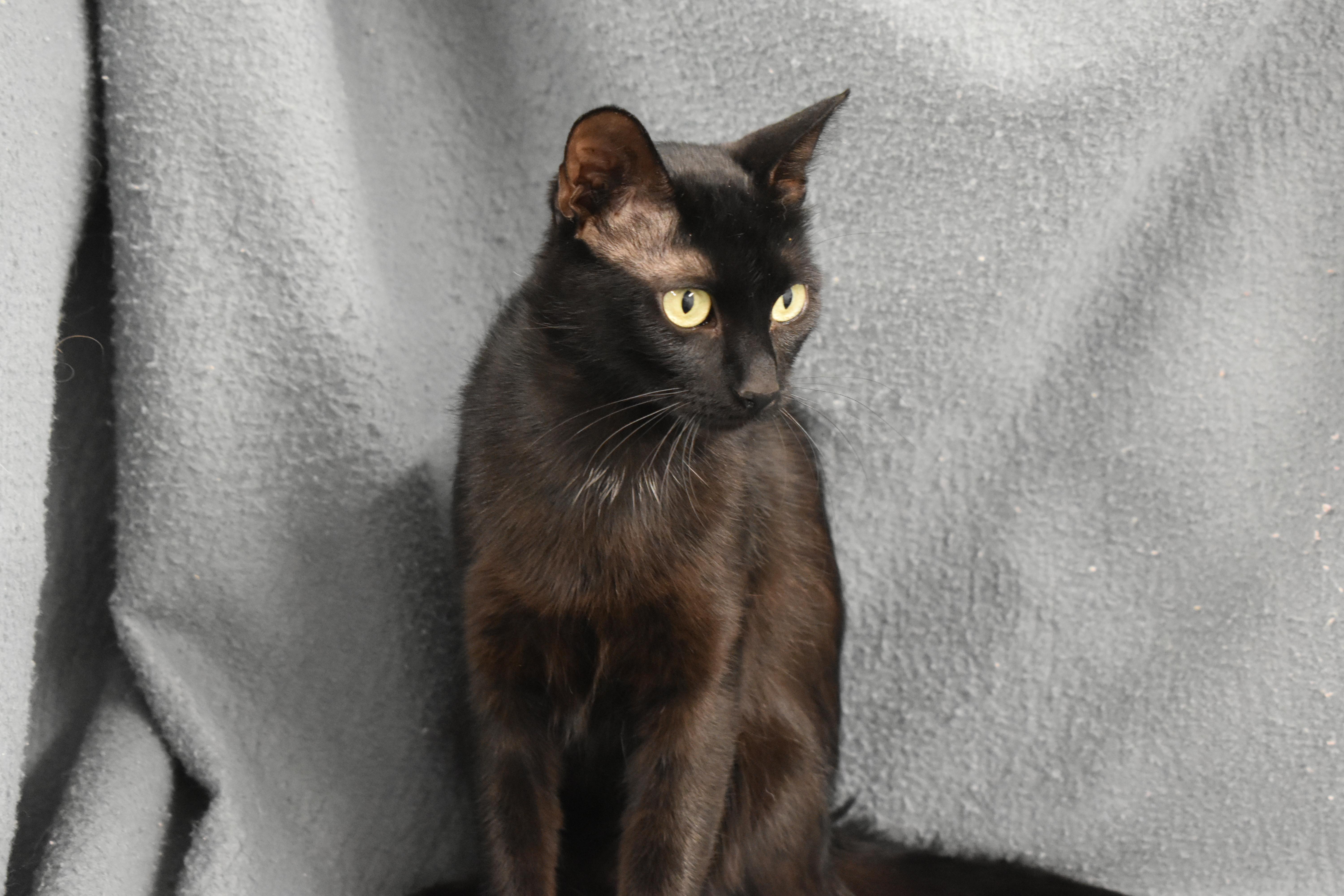 Enlarge Eveden, a Adoptable Domestic Short Hair in Auburn, NE image 4/6