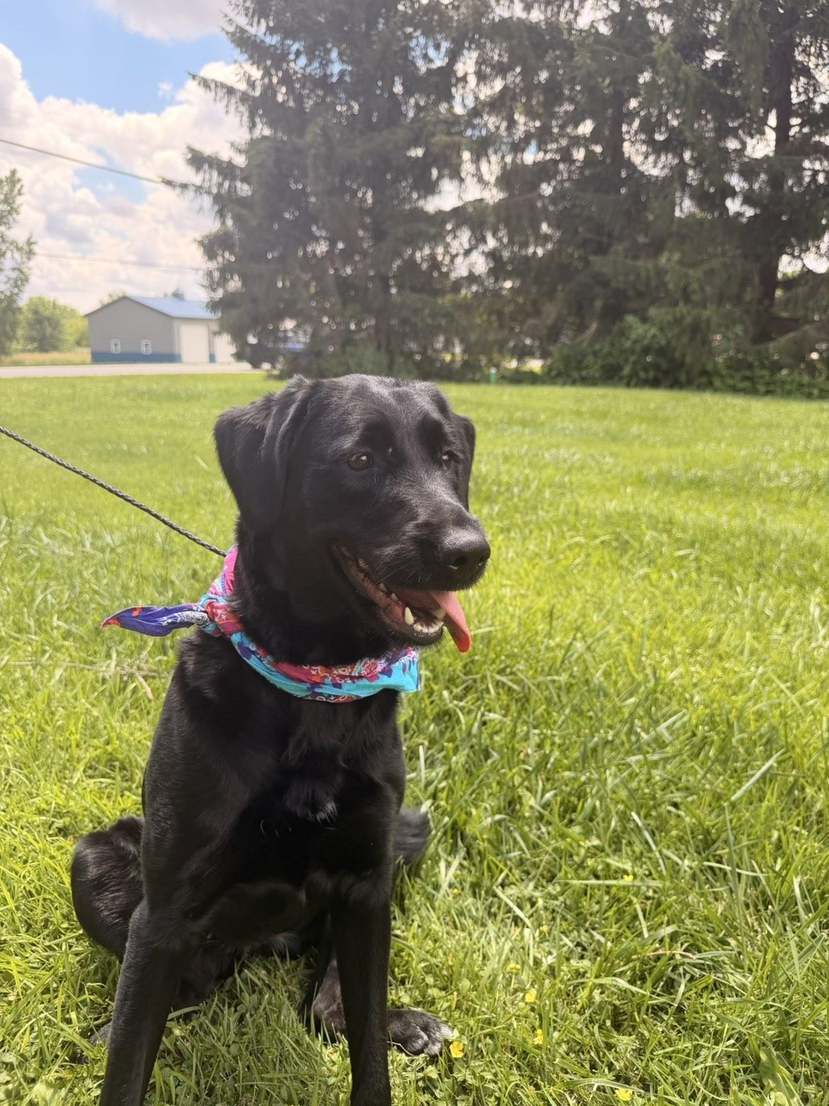 Luna, an adopted mixed breed in Upper Sandusky, OH image 1/3
