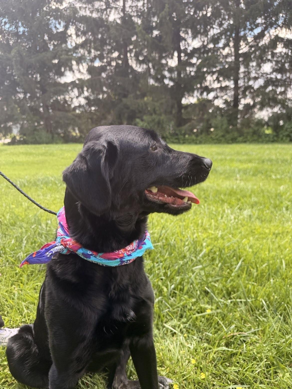 Luna, an adopted mixed breed in Upper Sandusky, OH image 3/3