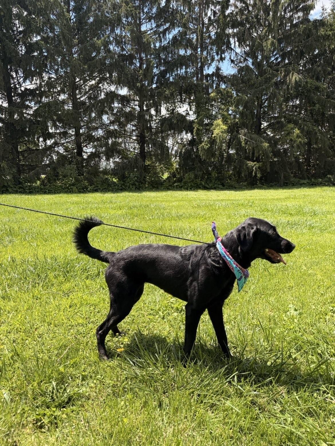 Luna, an adopted mixed breed in Upper Sandusky, OH image 2/3