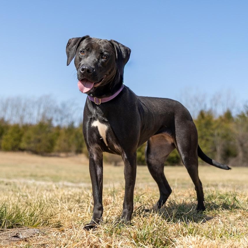Sweet Pea, a ADOPTABLE mixed breed in Lebanon, TN image 3/6