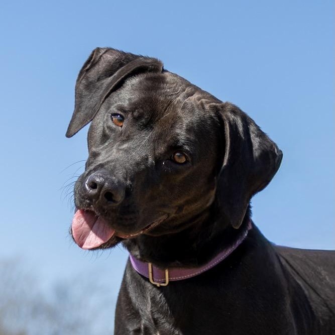 Sweet Pea, a ADOPTABLE mixed breed in Lebanon, TN image 1/6