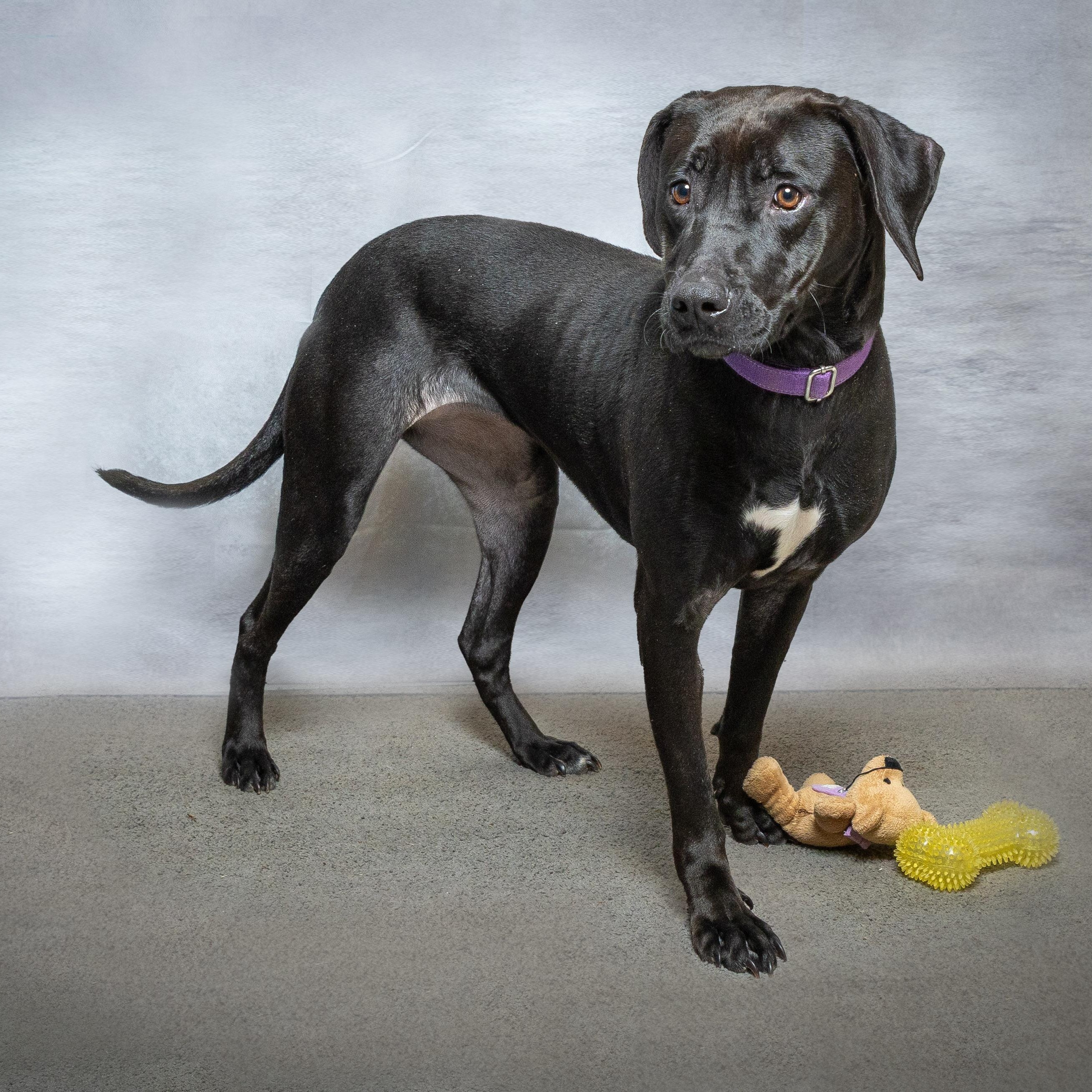 Sweet Pea, a ADOPTABLE mixed breed in Lebanon, TN image 5/6