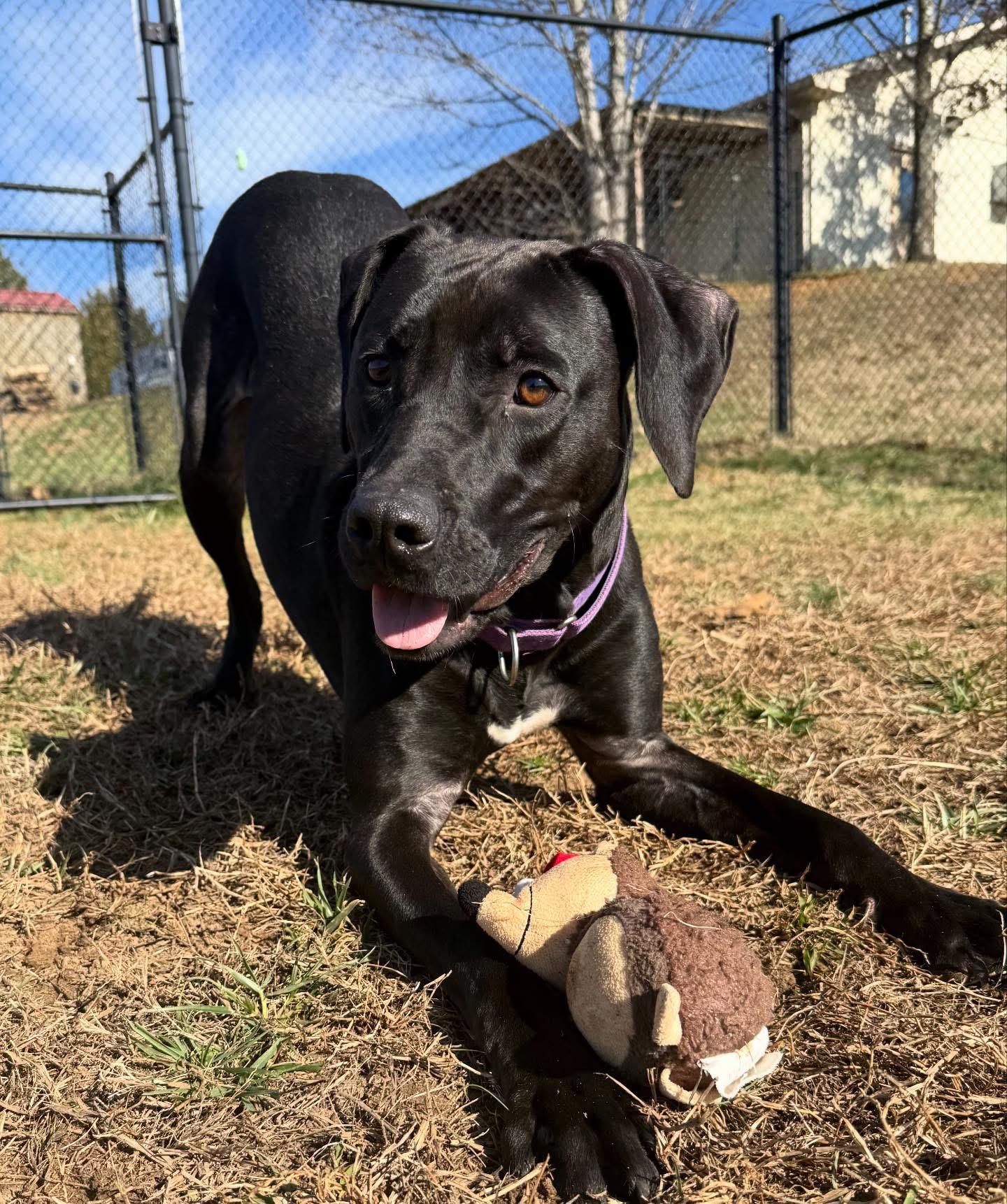 Sweet Pea, a ADOPTABLE mixed breed in Lebanon, TN image 3/3