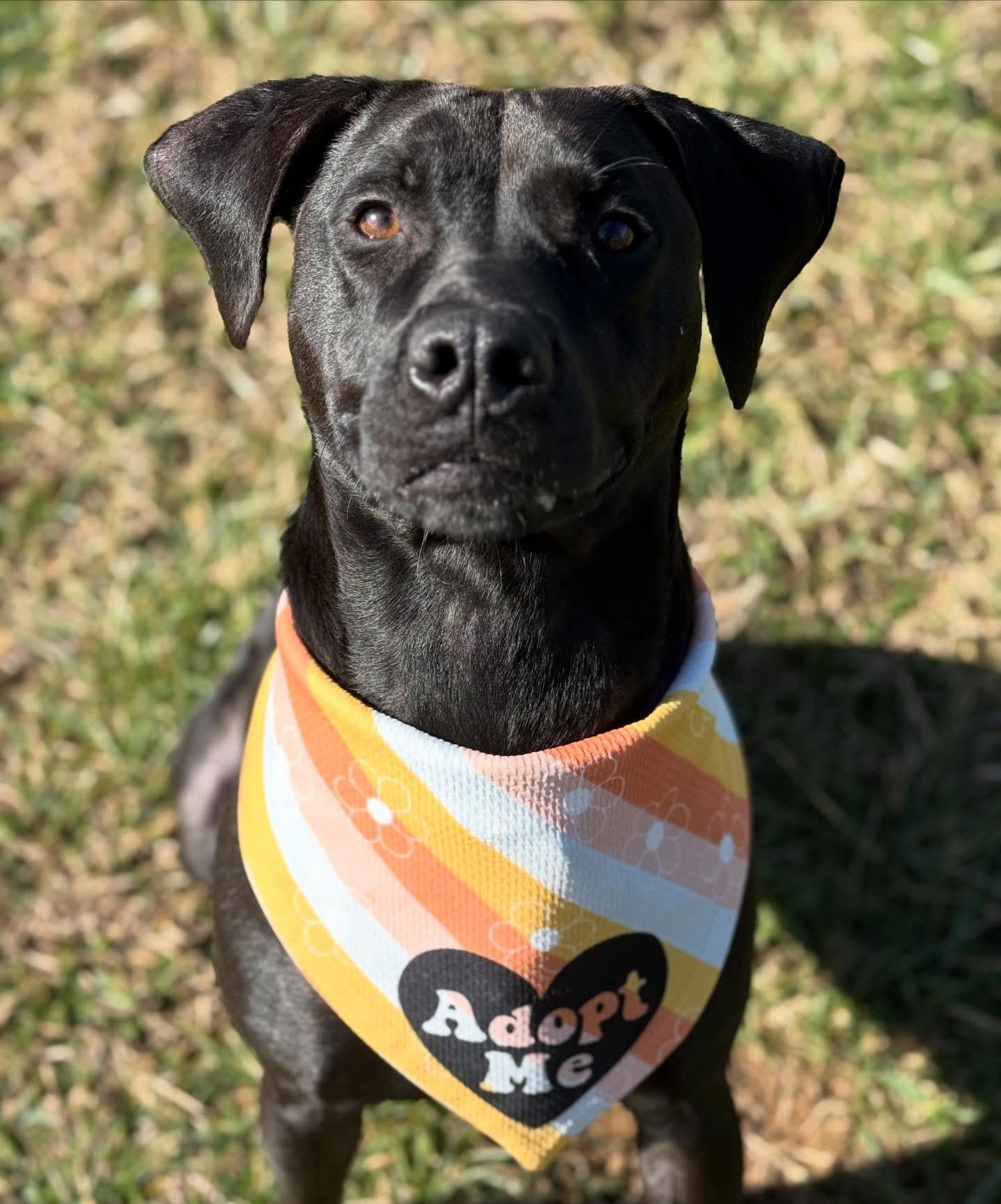 Sweet Pea, a ADOPTABLE mixed breed in Lebanon, TN image 1/3