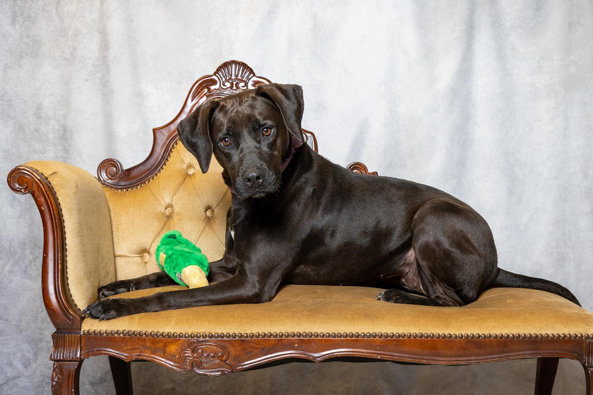 Enlarge Sweet Pea, a ADOPTABLE mixed breed in Lebanon, TN image 1/6